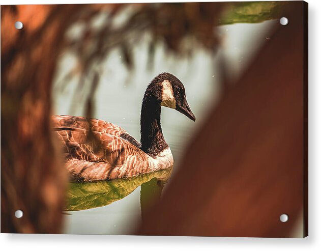 Contemplative Goose on Water - Acrylic Print