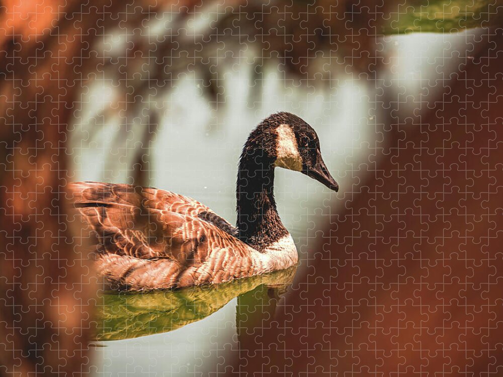 Contemplative Goose on Water - Puzzle
