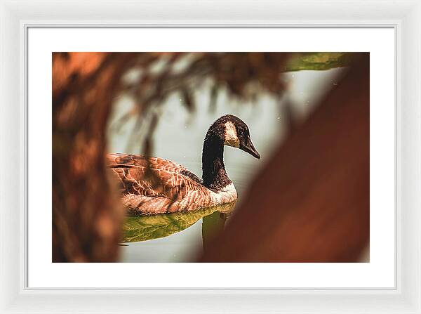 Contemplative Goose on Water - Framed Print