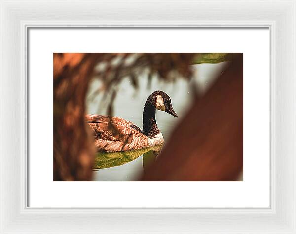 Contemplative Goose on Water - Framed Print