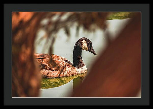 Contemplative Goose on Water - Framed Print