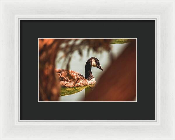 Contemplative Goose on Water - Framed Print