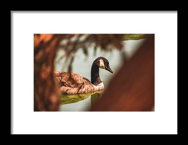 Contemplative Goose on Water - Framed Print
