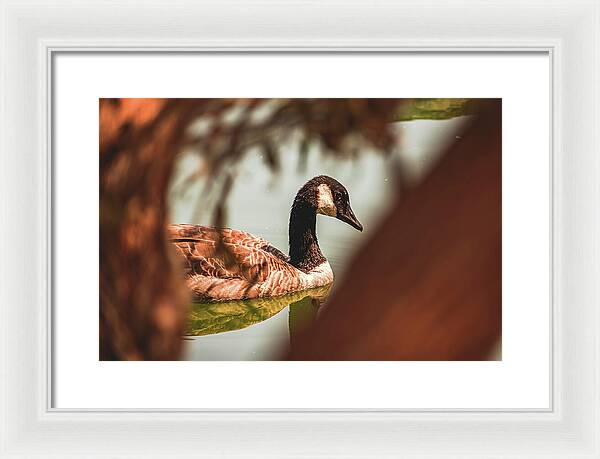 Contemplative Goose on Water - Framed Print