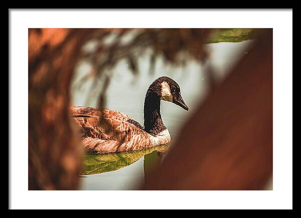 Contemplative Goose on Water - Framed Print