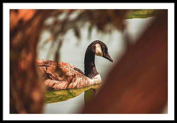 Contemplative Goose on Water - Framed Print