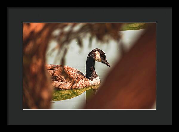 Contemplative Goose on Water - Framed Print