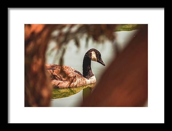 Contemplative Goose on Water - Framed Print