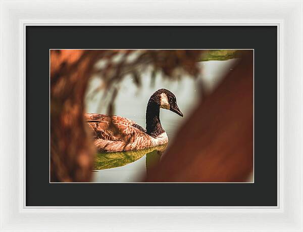 Contemplative Goose on Water - Framed Print