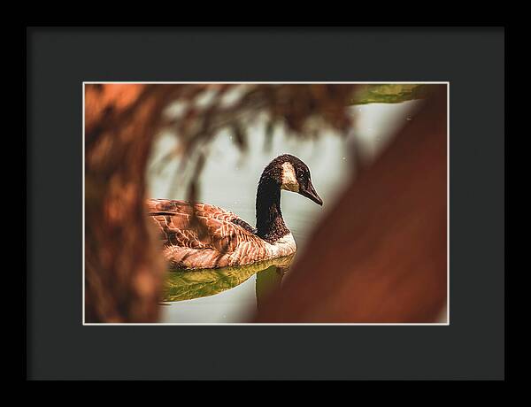 Contemplative Goose on Water - Framed Print