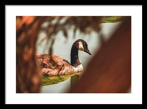 Contemplative Goose on Water - Framed Print