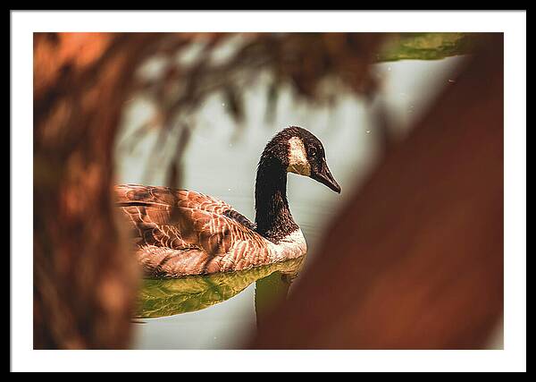 Contemplative Goose on Water - Framed Print