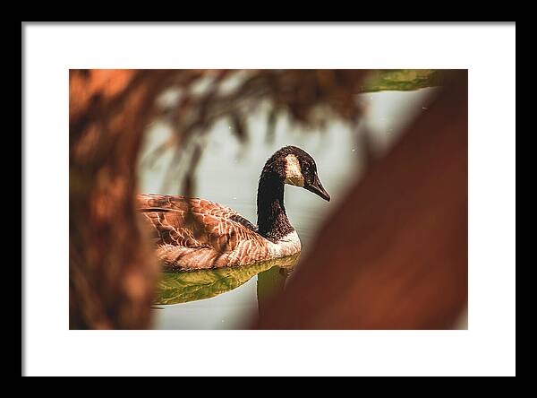 Contemplative Goose on Water - Framed Print