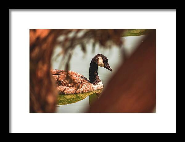 Contemplative Goose on Water - Framed Print