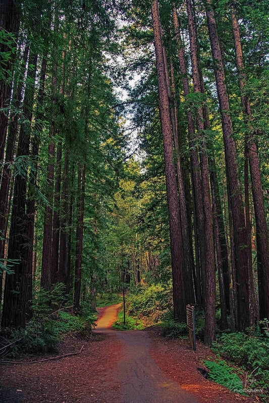 Cowell Redwoods State Park - Art Print