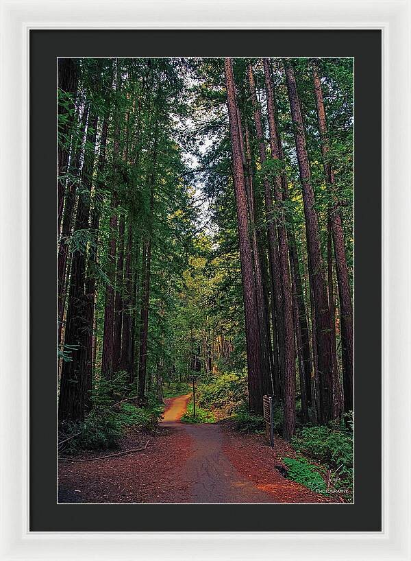 Cowell Redwoods State Park - Framed Print