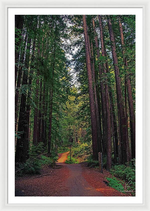 Cowell Redwoods State Park - Framed Print