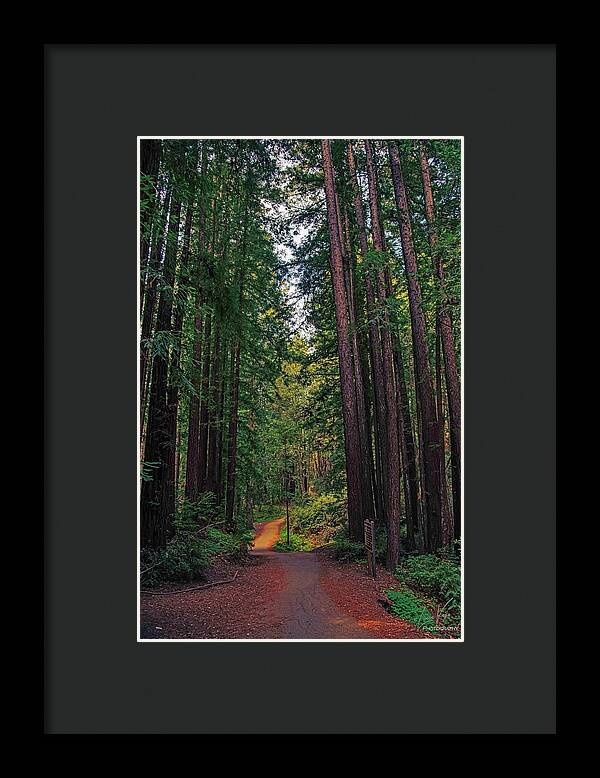 Cowell Redwoods State Park - Framed Print