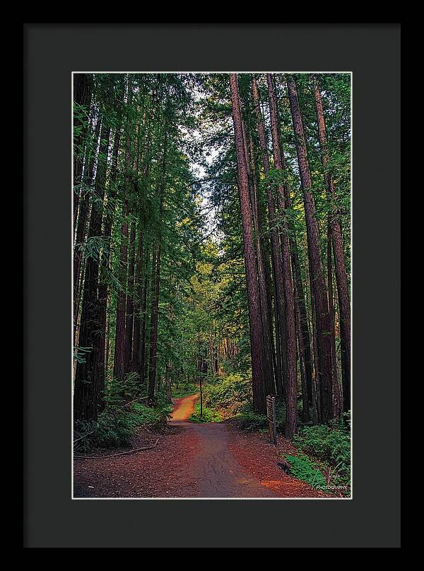 Cowell Redwoods State Park - Framed Print