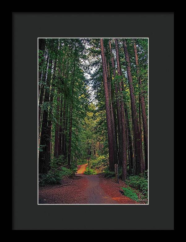 Cowell Redwoods State Park - Framed Print