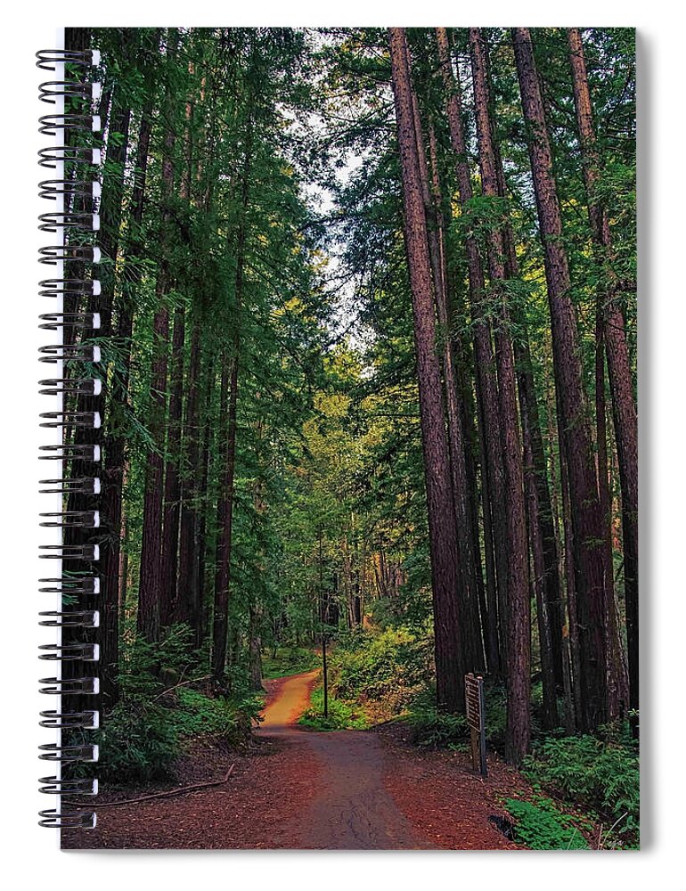 Cowell Redwoods State Park - Spiral Notebook