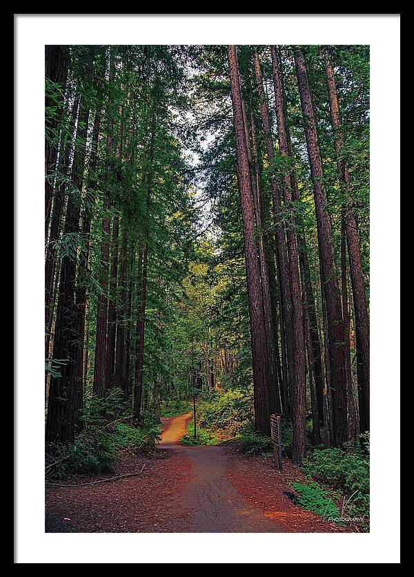 Cowell Redwoods State Park - Framed Print