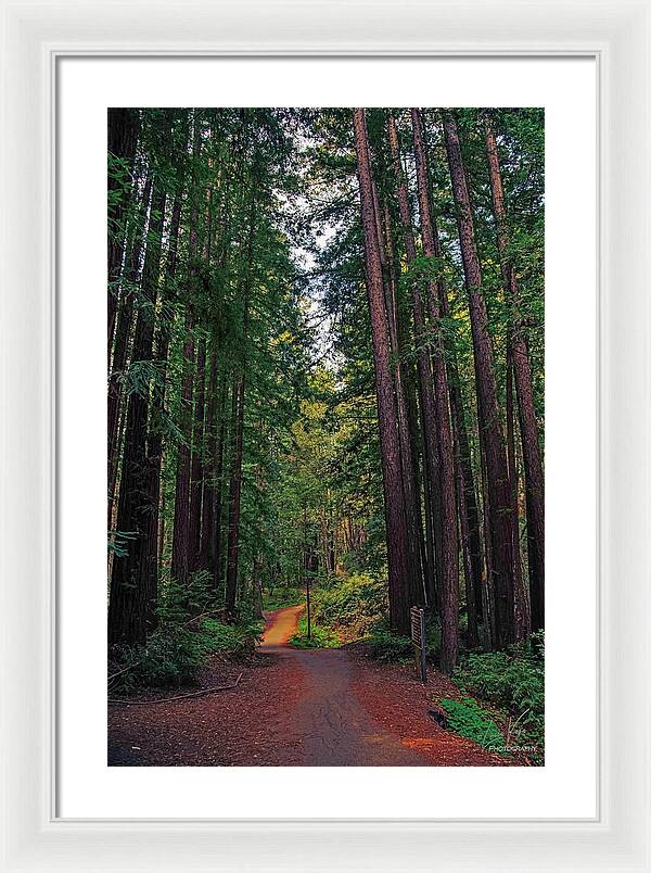 Cowell Redwoods State Park - Framed Print
