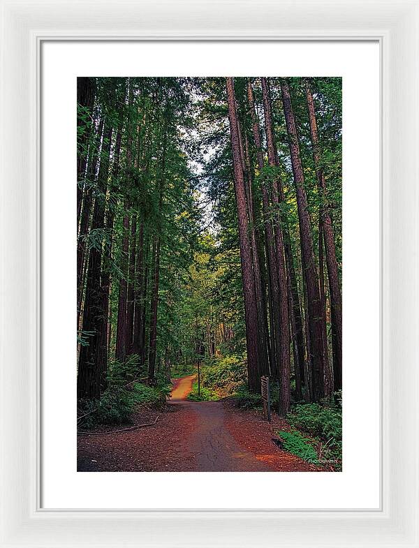 Cowell Redwoods State Park - Framed Print