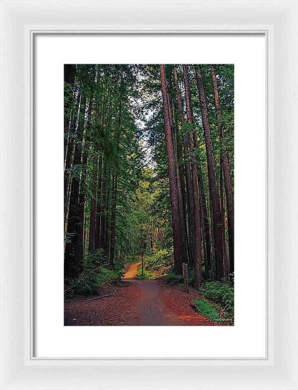 Cowell Redwoods State Park - Framed Print