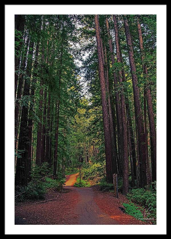 Cowell Redwoods State Park - Framed Print
