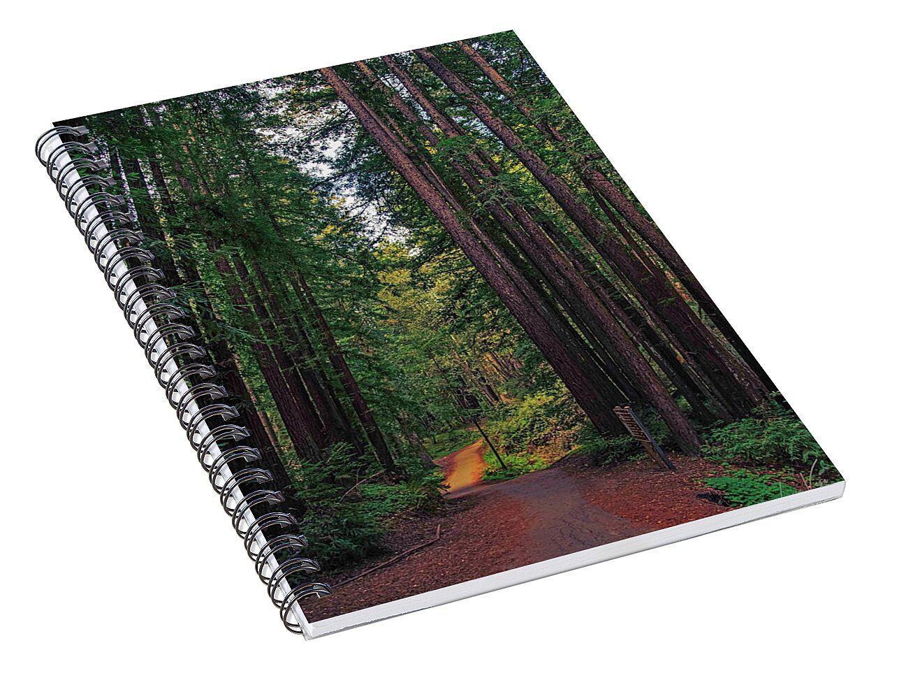 Cowell Redwoods State Park - Spiral Notebook