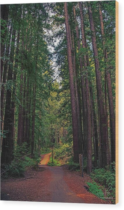 Cowell Redwoods State Park - Wood Print