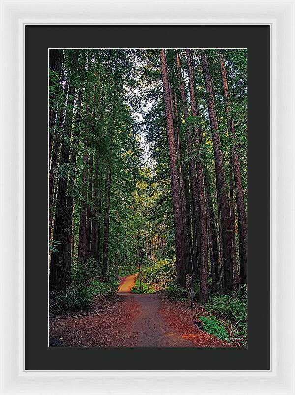 Cowell Redwoods State Park - Framed Print