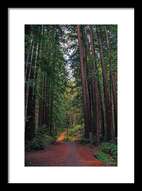 Cowell Redwoods State Park - Framed Print