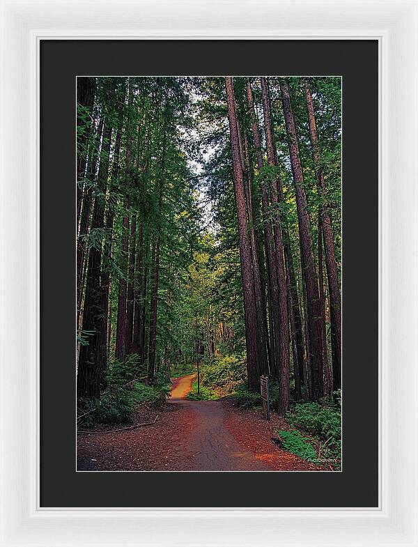 Cowell Redwoods State Park - Framed Print