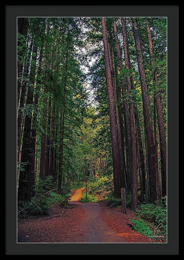 Cowell Redwoods State Park - Framed Print