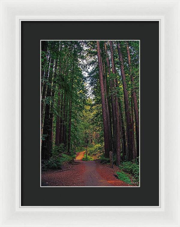 Cowell Redwoods State Park - Framed Print