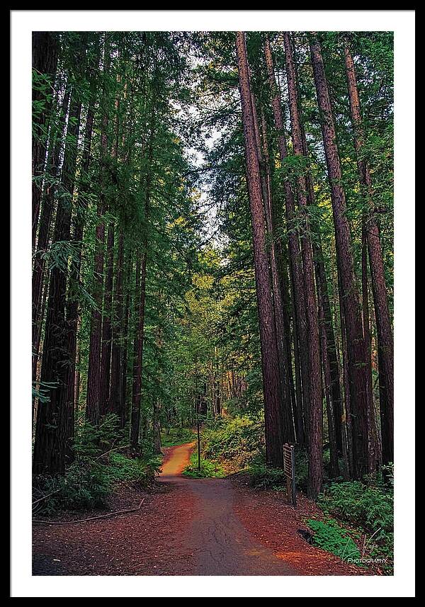 Cowell Redwoods State Park - Framed Print