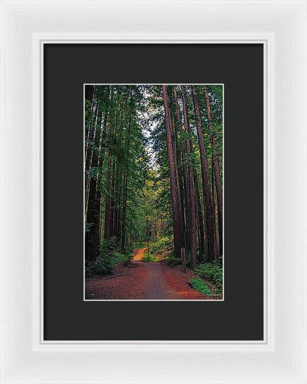 Cowell Redwoods State Park - Framed Print