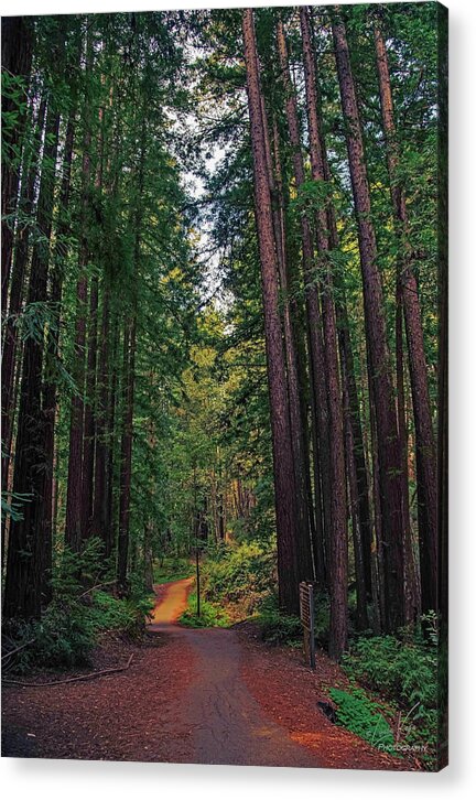 Cowell Redwoods State Park - Acrylic Print