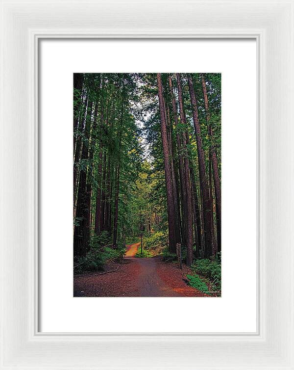 Cowell Redwoods State Park - Framed Print