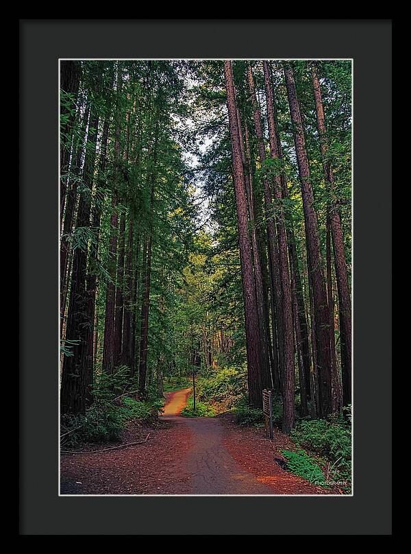 Cowell Redwoods State Park - Framed Print