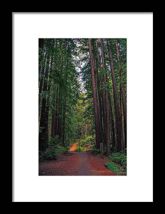 Cowell Redwoods State Park - Framed Print