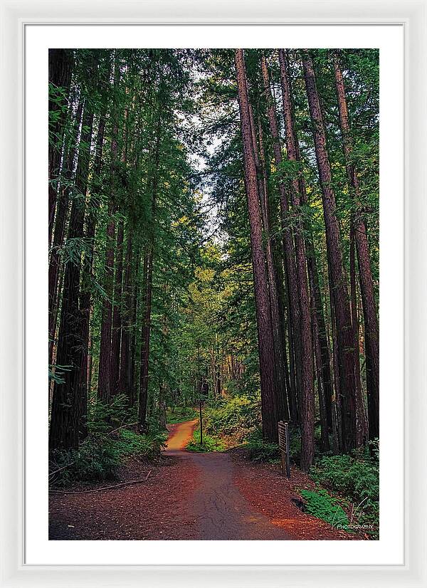 Cowell Redwoods State Park - Framed Print