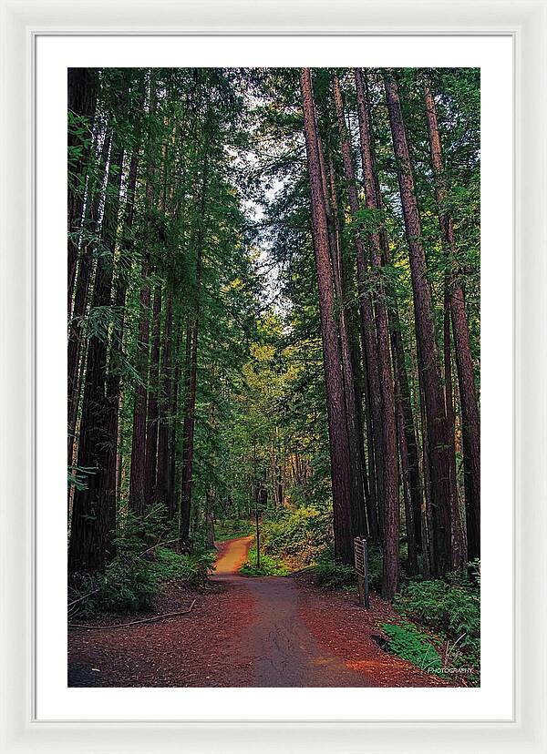 Cowell Redwoods State Park - Framed Print