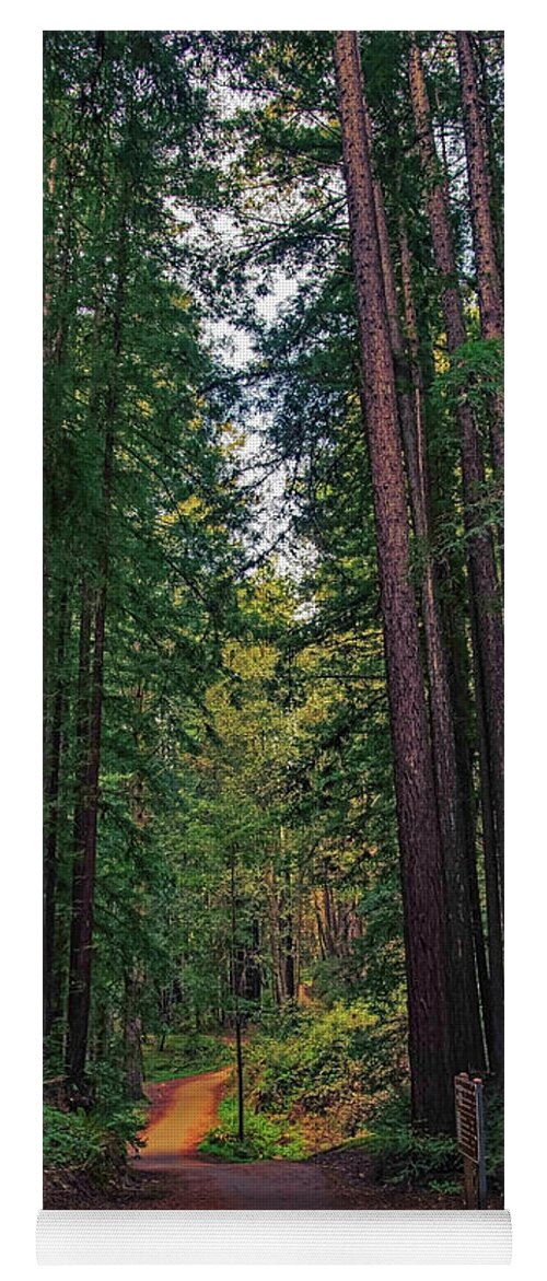 Cowell Redwoods State Park - Yoga Mat