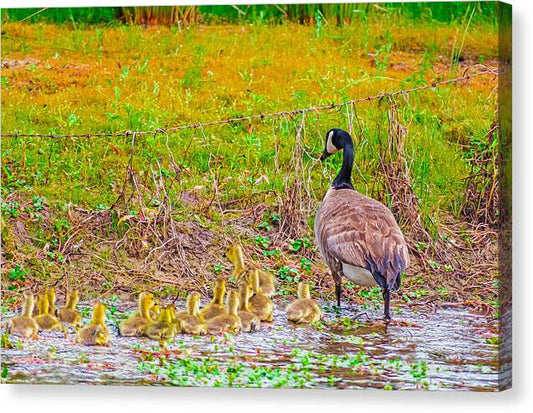 Cute Ducklings Swimming away - Canvas Print