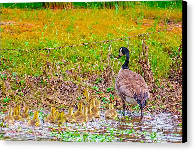 Cute Ducklings Swimming away - Canvas Print