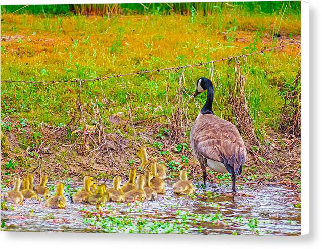 Cute Ducklings Swimming away - Canvas Print