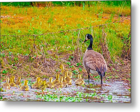 Cute Ducklings Swimming away - Metal Print